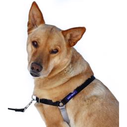 Gå fint selen som fungerar Easy Walk hundsele